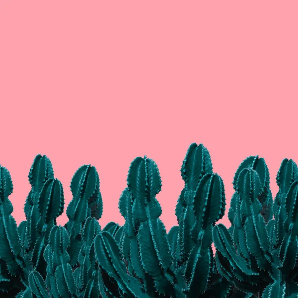 Cactus Pink Background — Stock Photo, Image