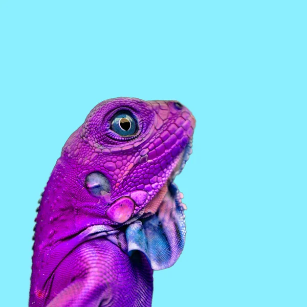 Contemporary Art Collage Purple Lizard Blue Background Stock Image