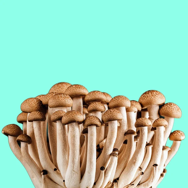 Funghi Sfondo Verde — Foto Stock
