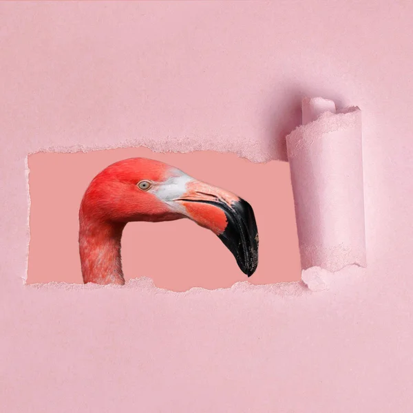 Flamingo Espreitando Papel Rosa — Fotografia de Stock