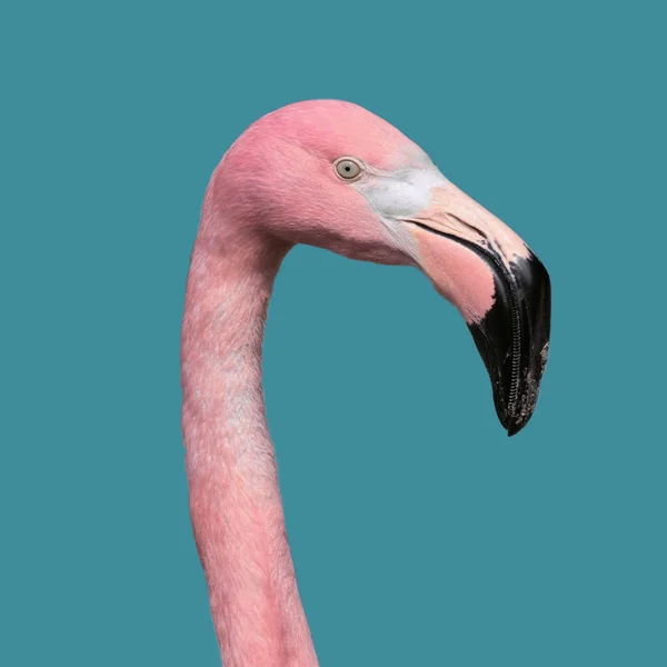 Pink Flamingo Białym Tle Niebieskim Tle — Zdjęcie stockowe