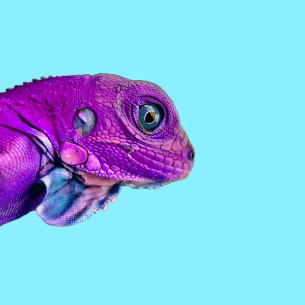 Krásná Ještěrka Chameleon Leguán Barvu Pozadí — Stock fotografie