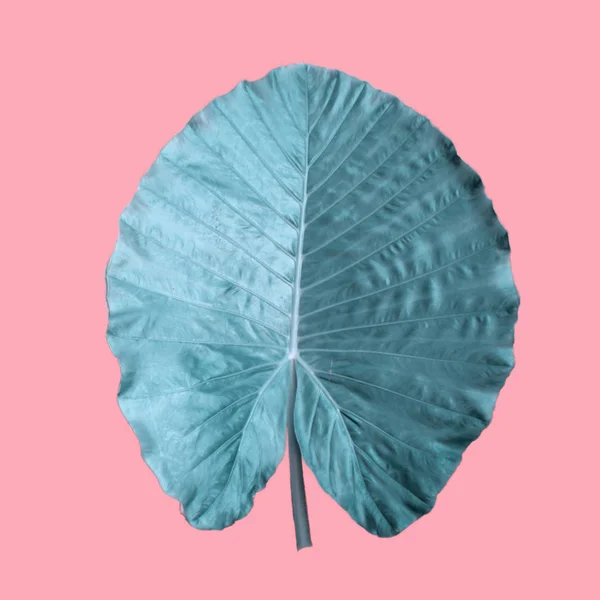 Liść Palmowy Różowym Tle — Zdjęcie stockowe