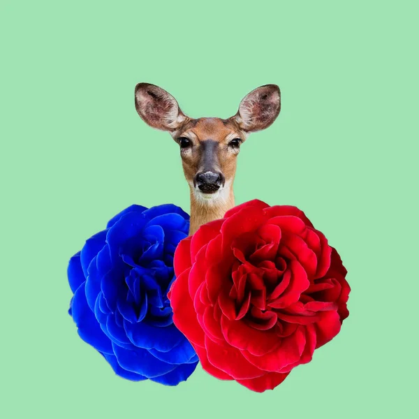 Deer Peeking Out Two Roses Royalty Free Stock Images