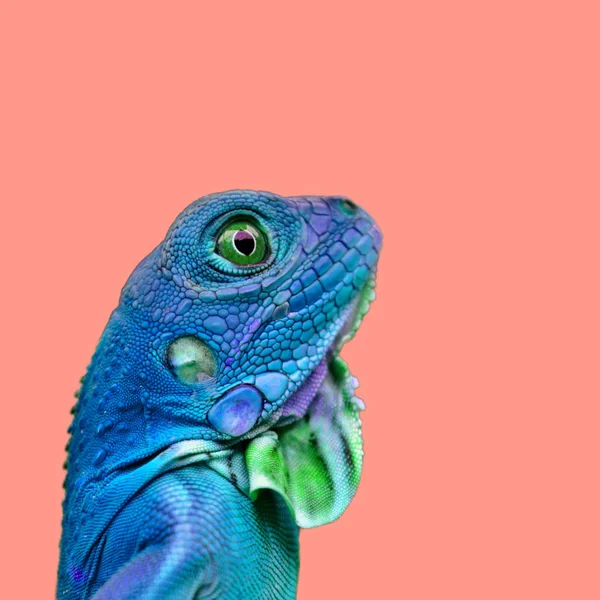 Hermosa Lagartija Camaleón Iguana Sobre Fondo Color Fotos de stock libres de derechos