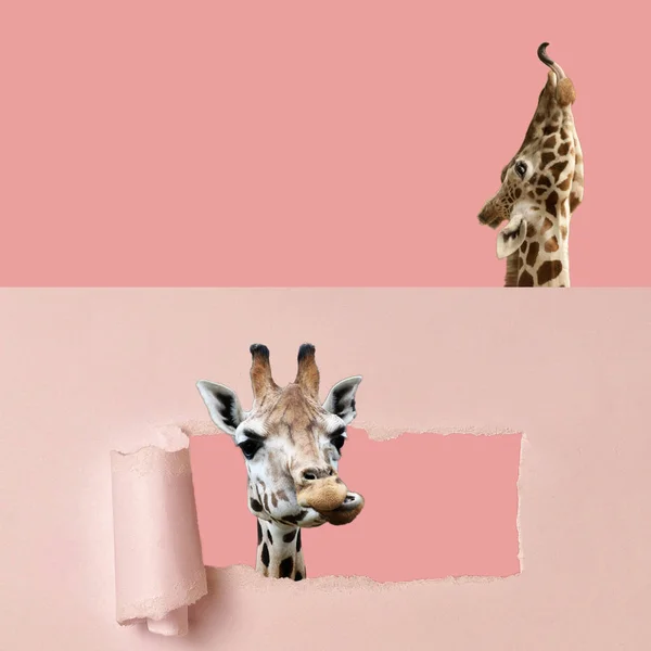 Collage Arte Contemporanea Due Giraffe Sfondo Rosa — Foto Stock