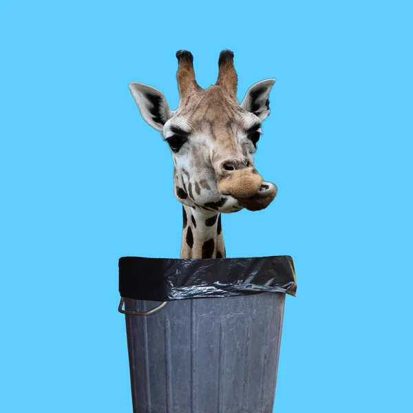 Contemporary art collage. Concept giraffe peeking out of trash can.