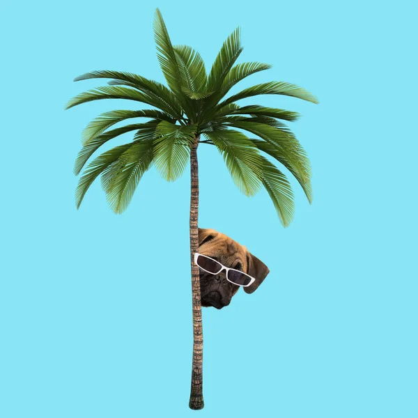 Kolase Seni Abstrak Concept Puppy Sunglasses Peeking Out Palm Tree — Stok Foto