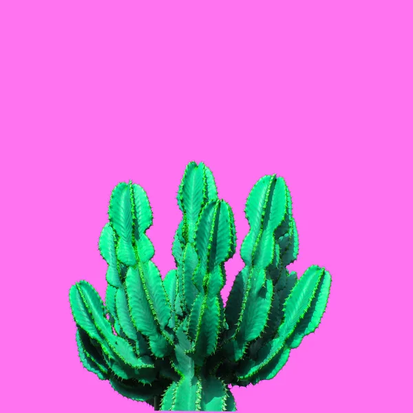 Contemporary Art Collage Green Neon Cactus Pink Background — Stock Photo, Image