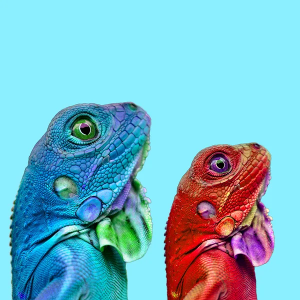 Çağdaş Sanat Kolaj Arka Plan Üzerinde Renkli Kertenkele — Stok fotoğraf