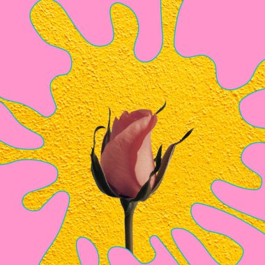 Gül renkli arka plan üzerinde.