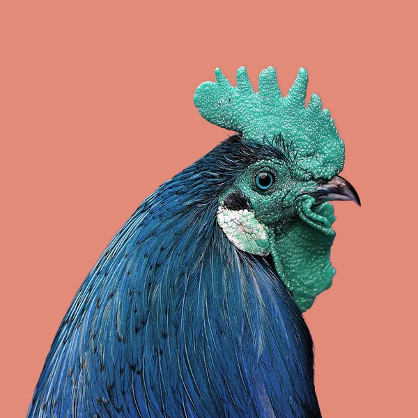 Rooster Pada Latar Belakang Warna — Stok Foto
