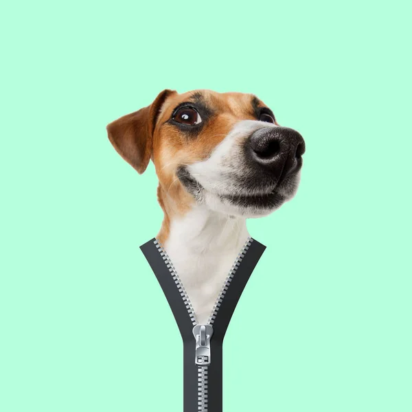 Kolase Seni Kontemporer Konsep Anjing Zipper — Stok Foto