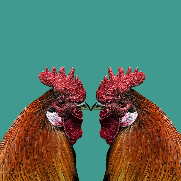 Colorful Rooster Color Background — Stock Photo, Image