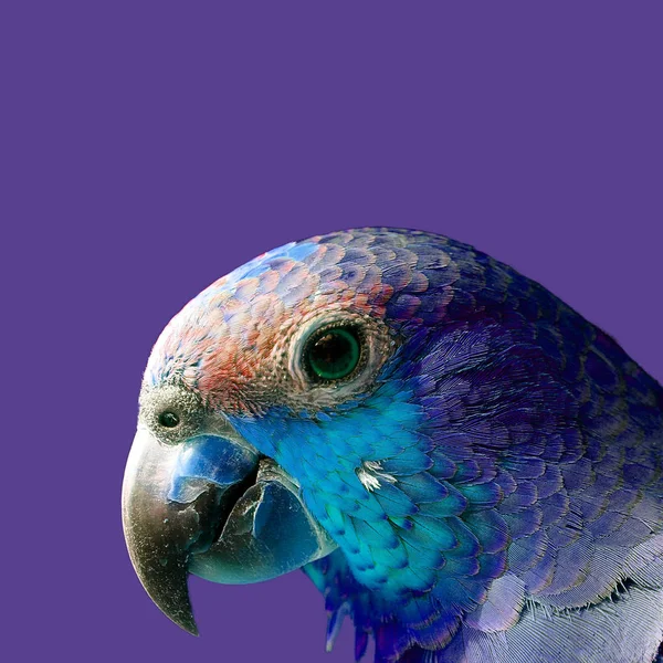 Papagaio Colorido Fundo Cor — Fotografia de Stock