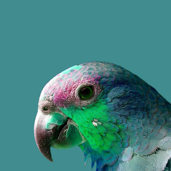 Loro Colorido Sobre Fondo Color — Foto de Stock