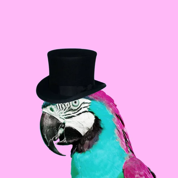 Contemporary Art Collage Colorful Parrot Hat Royalty Free Stock Images