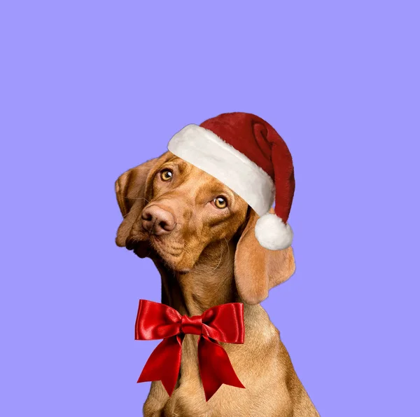 クリスマスの帽子をかぶった犬 ストック画像