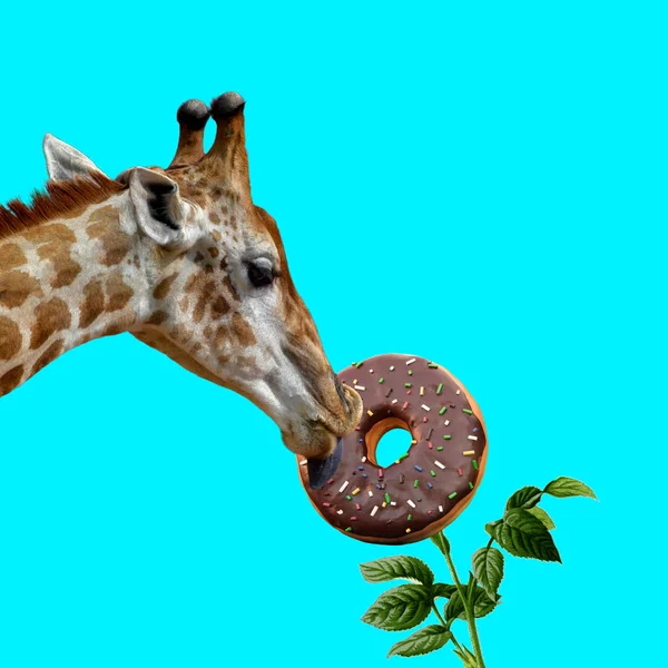 Animal Art Concept Giraffe Eating Donut — Stok Foto