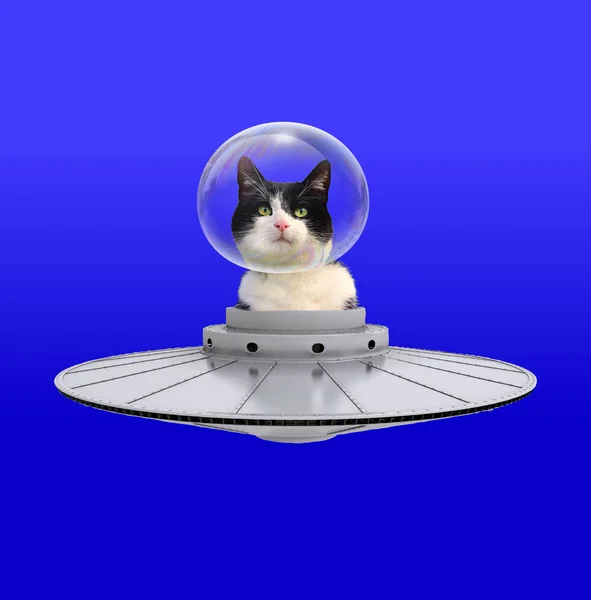 Contemporary art collage. Cat inside the Ufo ship.