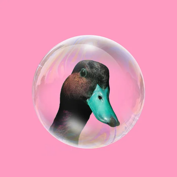 Contemporary Art Collage Duck Bubble Stock Image