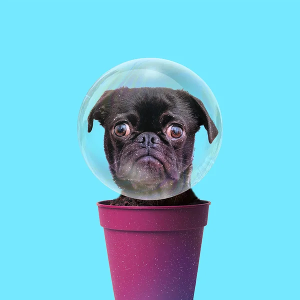 Contemporary art collage. Concept dog in bubble.