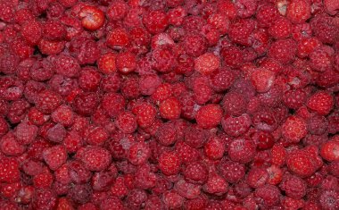 Orman ahududu, orman çilek hasat hasat olgunlaştı