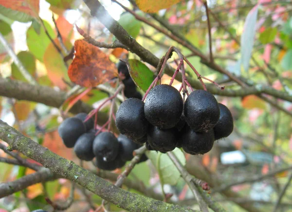 Owoce Czarne Aronii Aronia Melanocarpa Jesienny Ogród — Zdjęcie stockowe