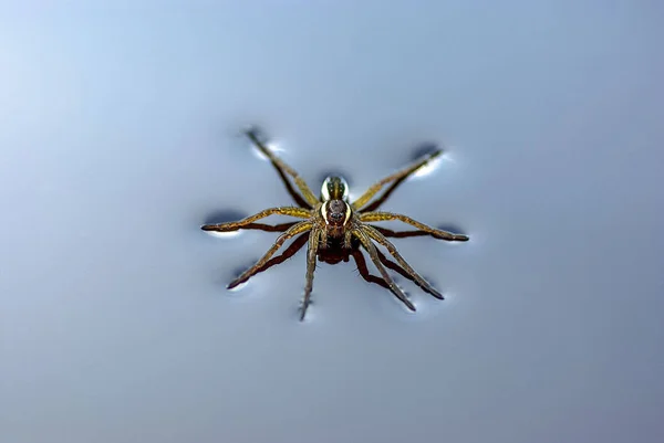 水面上的昆虫森林蜘蛛 — 图库照片