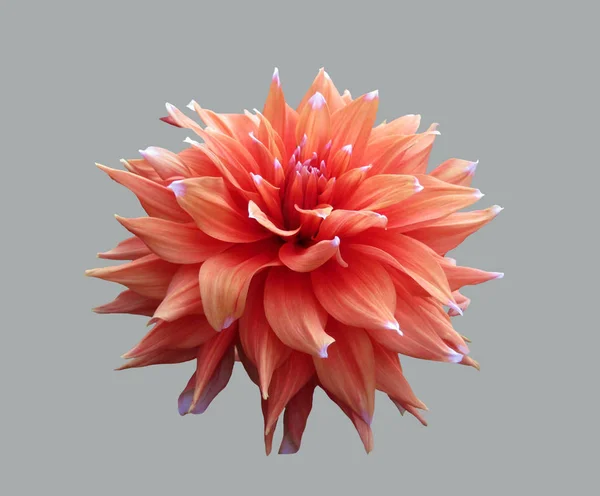 Λουλούδι Ενός Φυτού Κόκκινο Ντάλια Σχετικά Απομονωμένες Εικόνα Αρχείου