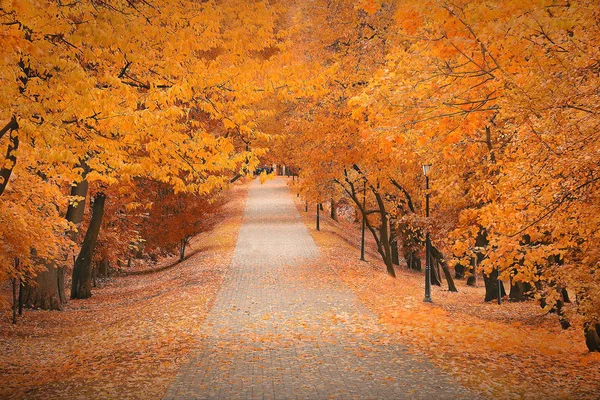 Parc d'automne avec feuilles jaunes Images De Stock Libres De Droits