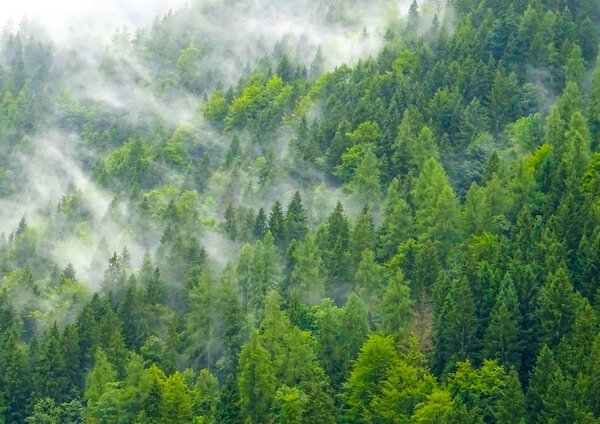 Pine forest in the morning mist in summer