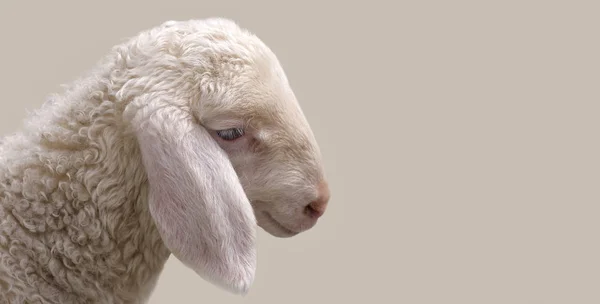 画像一只年轻的羊. 免版税图库照片