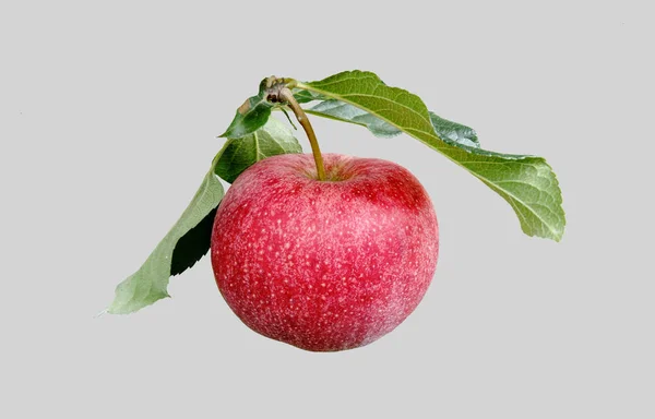 Pomme mûre rouge . — Photo