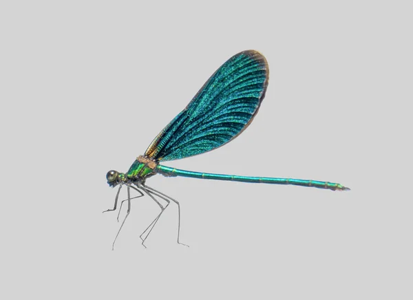 Dragonfly σε ένα απομονωμένο φόντο. Εικόνα Αρχείου