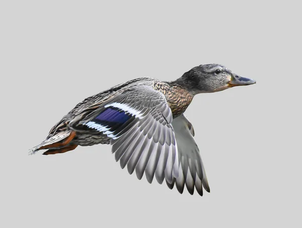 Wild duck in flight. — Stock Photo, Image
