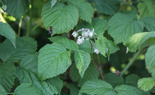 Dos Abejas Vuelan Para Polinizar Flores Frambuesa —  Fotos de Stock