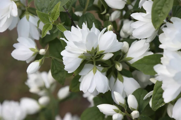 Flores Blancas Una Rama Jazmín —  Fotos de Stock