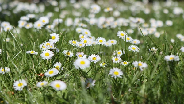Daisy Virágok Virágoznak Erdőben Tisztáson — Stock Fotó
