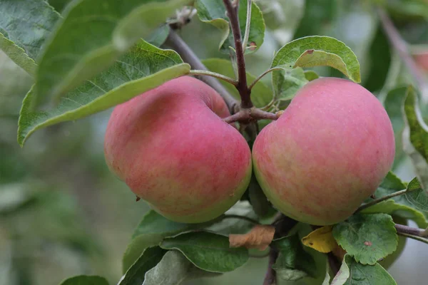 Manzanas Maduras Cuelgan Del Árbol — Foto de Stock
