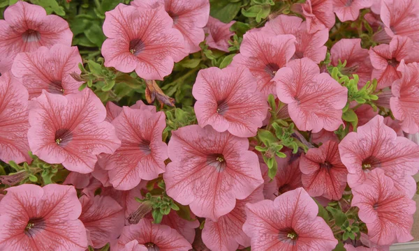 Geopende Bloemen Van Een Rose Petunia Plant — Stockfoto