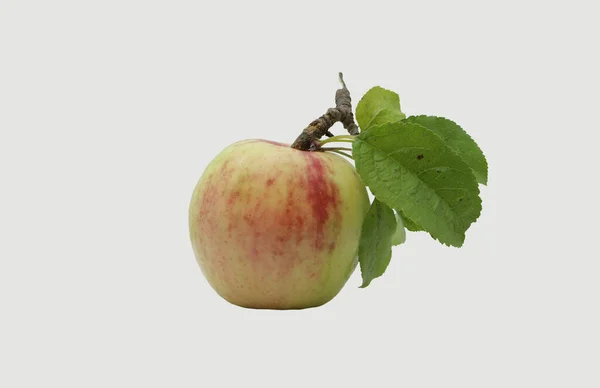 Fruto Fruta Manzana Manzano Silvestre — Foto de Stock