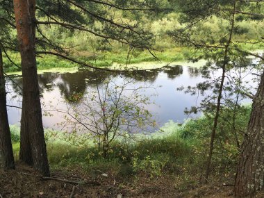 Ormandaki nehir, ağaçlar ve çimenler