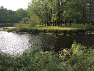 Ormandaki nehir, ağaçlar ve çimenler