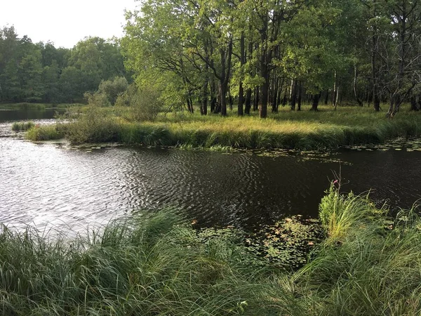 Ormandaki nehir, ağaçlar ve çimenler