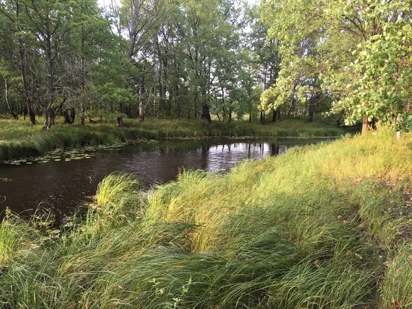 Ormandaki nehir, ağaçlar ve çimenler