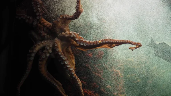Zbliżenie Piękna Octopus Pływanie — Zdjęcie stockowe