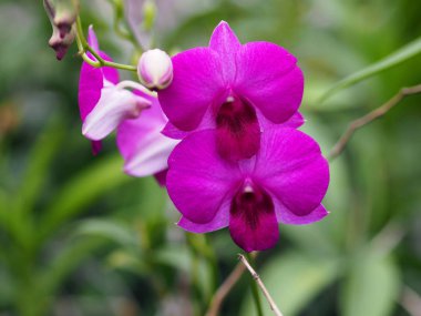 Güzel closeup mor orkide. (seçili odaklama)