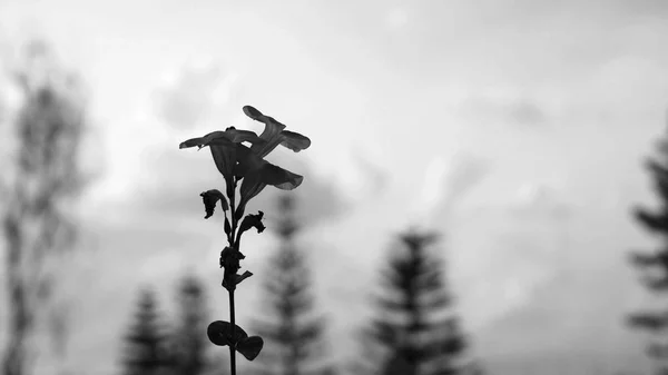 Silhouette of the flower in black and white with a feeling of cold air breeze.