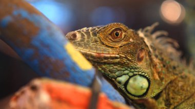 Closeup çekim cilt doku detay ile renkli lizardface.